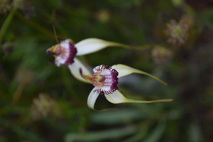 Caladenia - Orchid-spider-0043.JPG